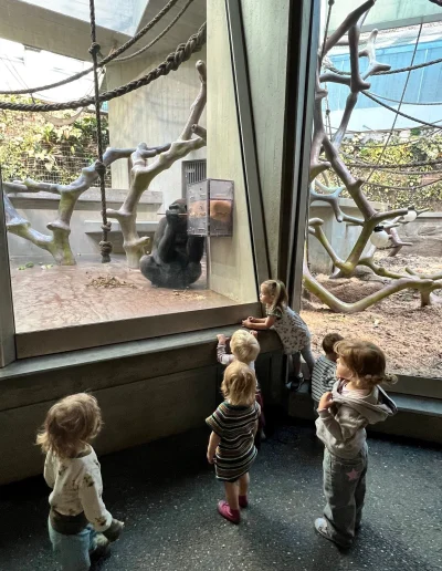 Kinder vor dem Gorillakäfig im Zolli Basel